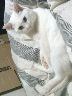 �Ă񂾂肵�܂����H