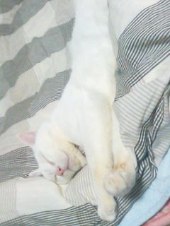 �����ׂ�ʽ�